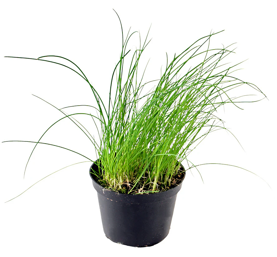 Ciboulette - Pot de 10 cm